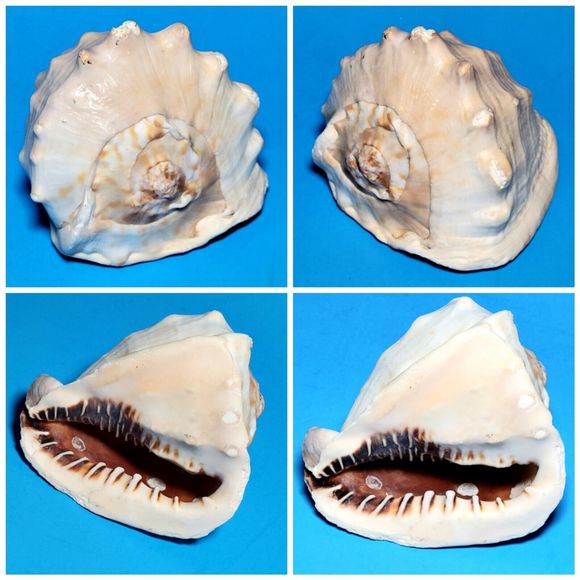 Queen Helmet Seashell Horned Gulf Conch Elaborate Opening 5" X 4" VGC! #A - Picture 1 of 10